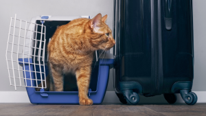 Read more about the article Pets on Plane, Yes, or No?