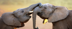 Read more about the article Locations Around the World Where You Can See Elephants